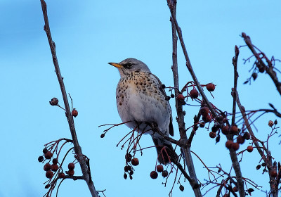 800px-Turdus_pilaris_on_Crataegus_in_winter.jpg