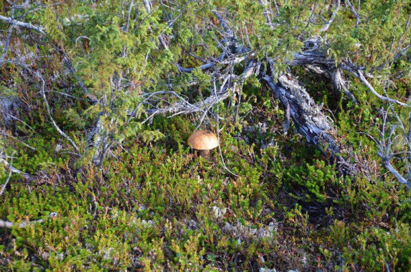 DSC_0462.jpg