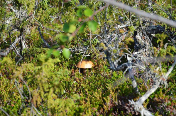DSC_0463.jpg