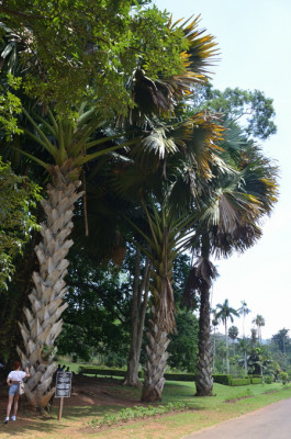 DSC_0936.JPG