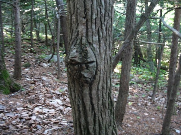 Лик шамана..jpg