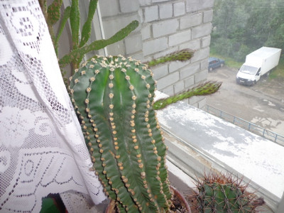 DSC01588_1.jpg