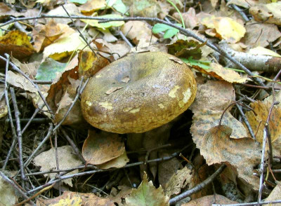 Lactarius_necator1.jpg