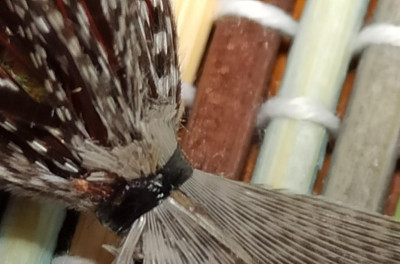 Reverse Mallard Wing 1.jpg