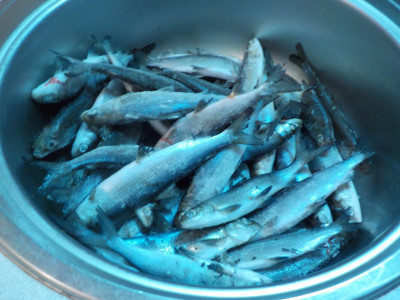 DSCN2381-min.JPG