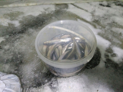 корюшка 20-12-23.jpg