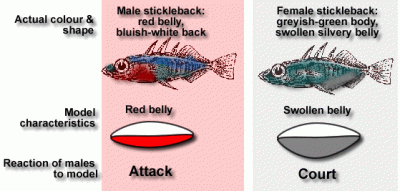 stickleback-aggression-courtship.gif