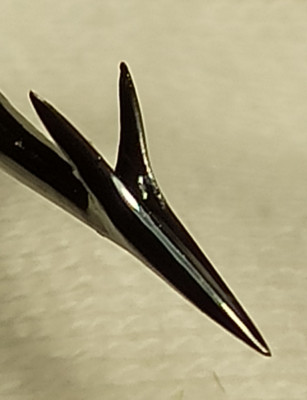 Gryphon tongue2.jpg