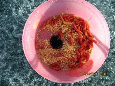 Что за мохнатка, а (1).JPG