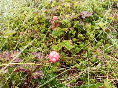 IMG-20210725-WA0009.jpg