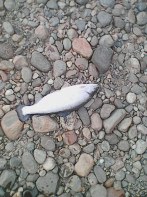 Photo0075.jpg