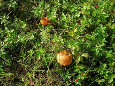 DSCN1059.JPG