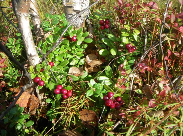 Спелая брусника.jpg