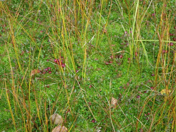 А клюквы здесь много!.jpg