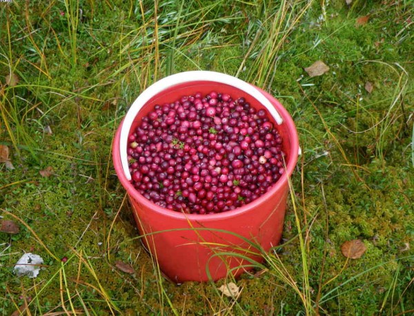 Ну вот, за пару часиков вдвоем план выполнен..jpg