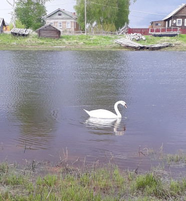 лебеди.jpg