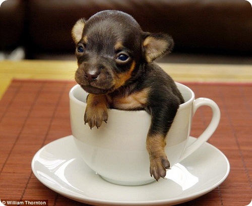 smallestdog1.jpg