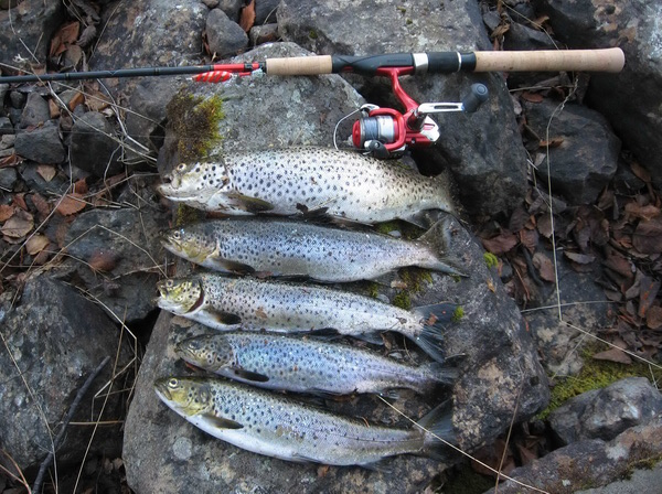 sn 019_новый размер.jpg