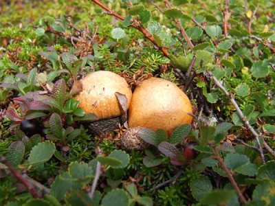 DSCF1366мини.jpg