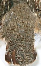 partridgechinesegray.jpg