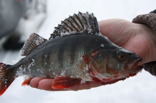 Окунь на ладони.jpg