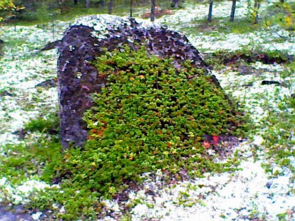 Брусника.jpg