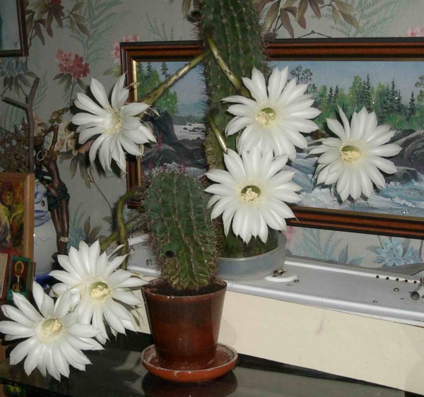 Кактусы 26май 2011.JPG