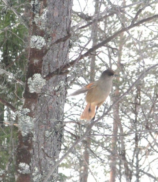 кукша.JPG