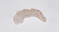 bait elastic 1.jpg