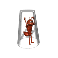 ant_trapped_glass_lg_nwm.gif
