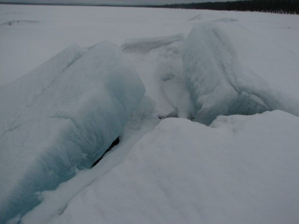 Спящая львица.jpg