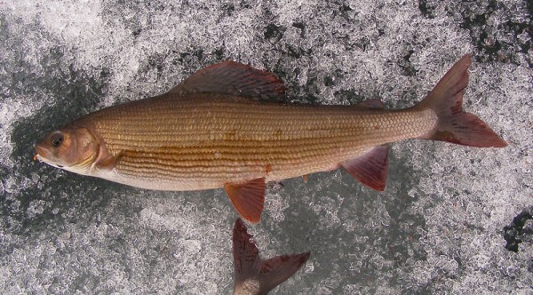 Гусики 09 137кадр.jpg