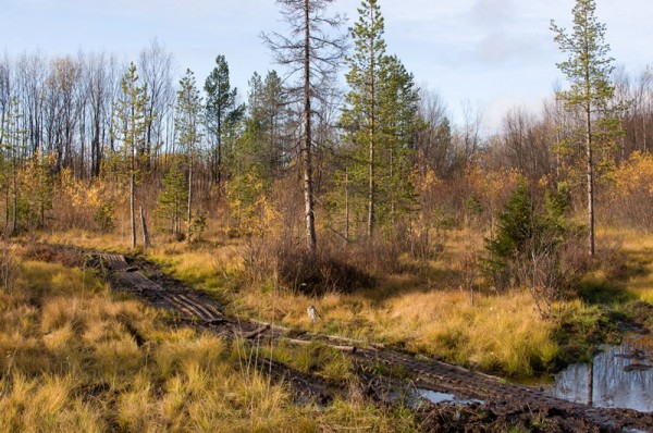 DSC_2346_2011-10-01_15-35-37_RAW_rs.jpg (277.15 КБ) Просмотров: 7116 DSC_2346_2011-10-01_15-35-37_RAW_rs.jpg