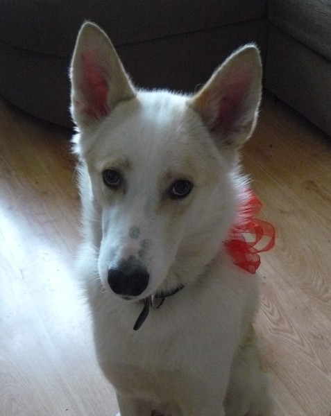 милая собачка.JPG