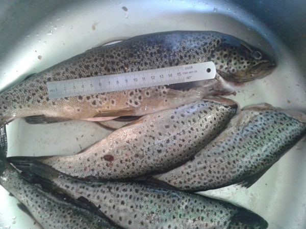 2012-06-12 19.38.07.jpg