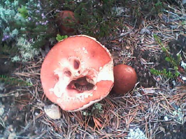 IMG0078A.jpg