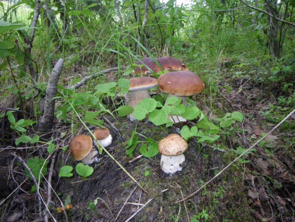 Семейка.jpg