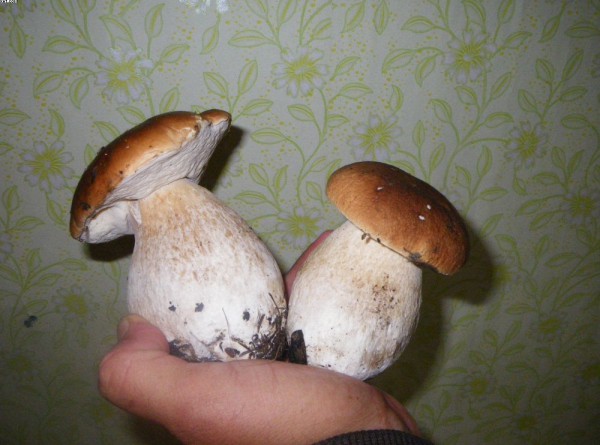 Красавцы.jpg