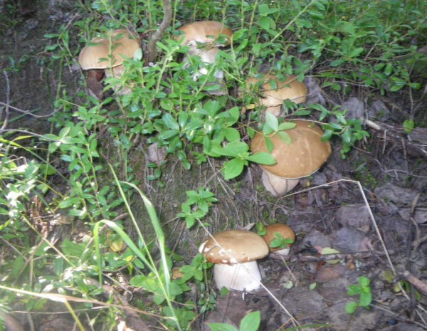 Еще урожайная кочка.jpg