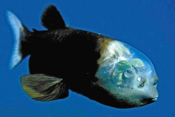 macropina.jpg