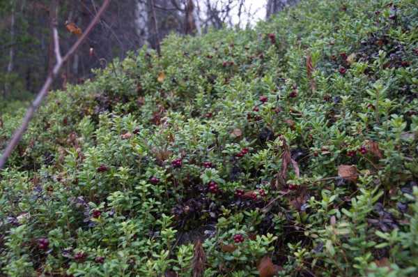 брусника 2.jpg