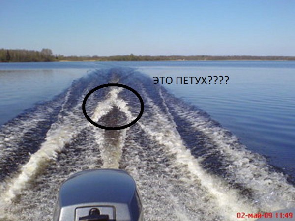 водный петух.JPG