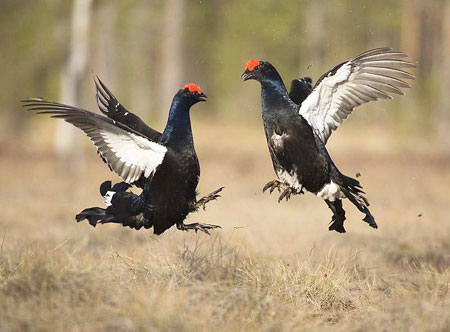 black-grouse-4.jpg