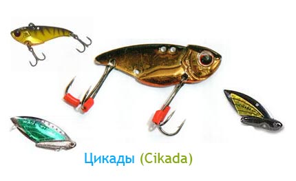 цикада.jpg