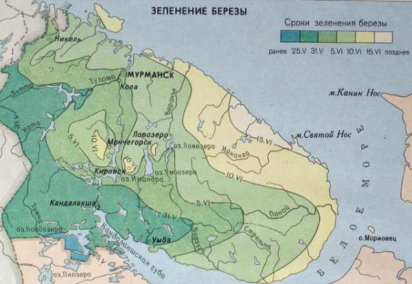 зеленение березы.jpg