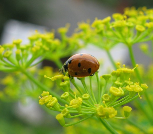 IMG_7525 - копия.JPG