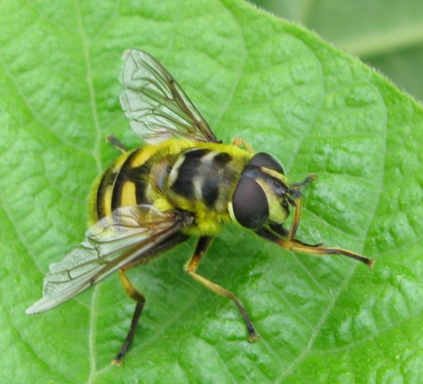 IMG_7531 - копия.JPG