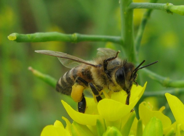 IMG_7542 - копия.JPG