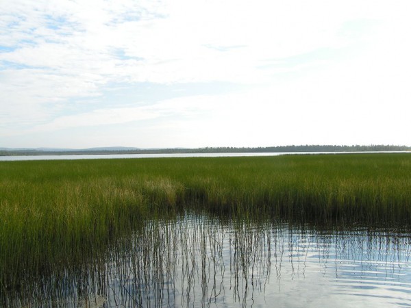 плавни.jpg