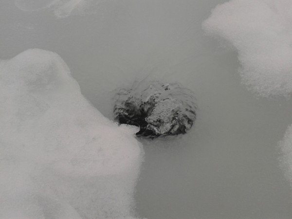 2013-04-18 19.40.50-1.JPG